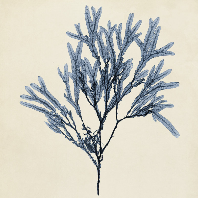 Coastal Seaweed VIII - Wrapped Canvas Painting, 51cm H x 51cm W x 3.8cm D