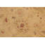Tapis brun clair oriental en laine noué à la main 9 pi 4 po x 11 pi 1 po Oriental