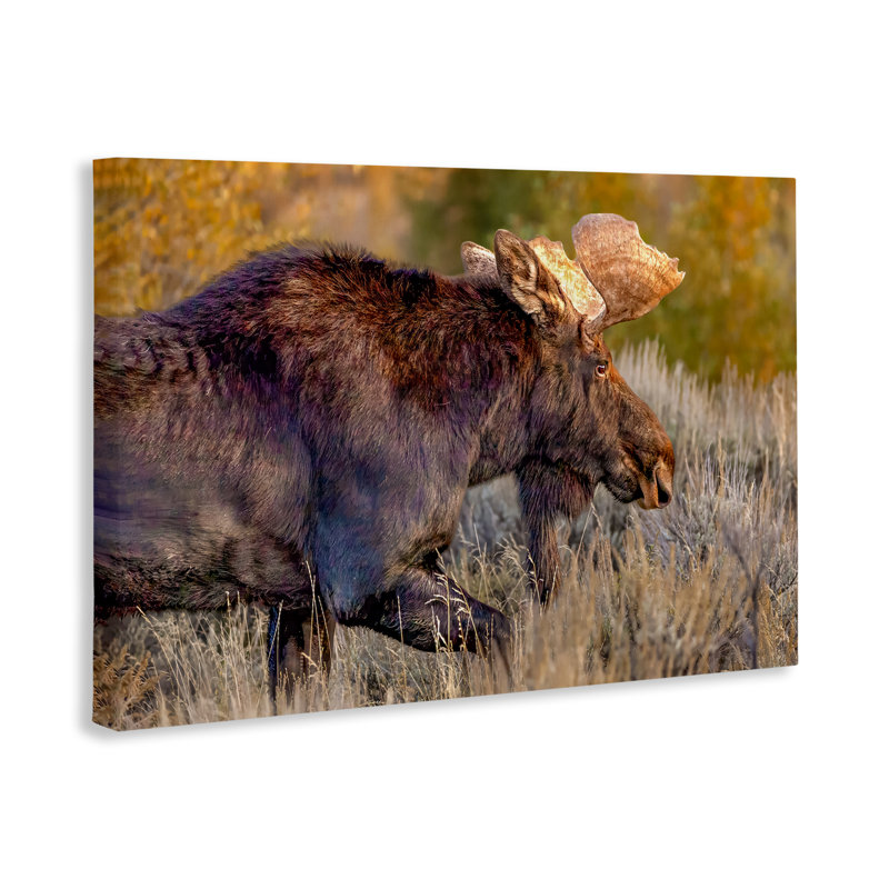 Bull Bull Orose At Dusk, conception de Shelley Carlisle, H 16 po x l 24 po