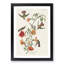 Mango Hummingbirds by John Audubon - Picture Frame Painting Print-55575851-55575852