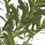 Andaiye 180cm Plant in Pot