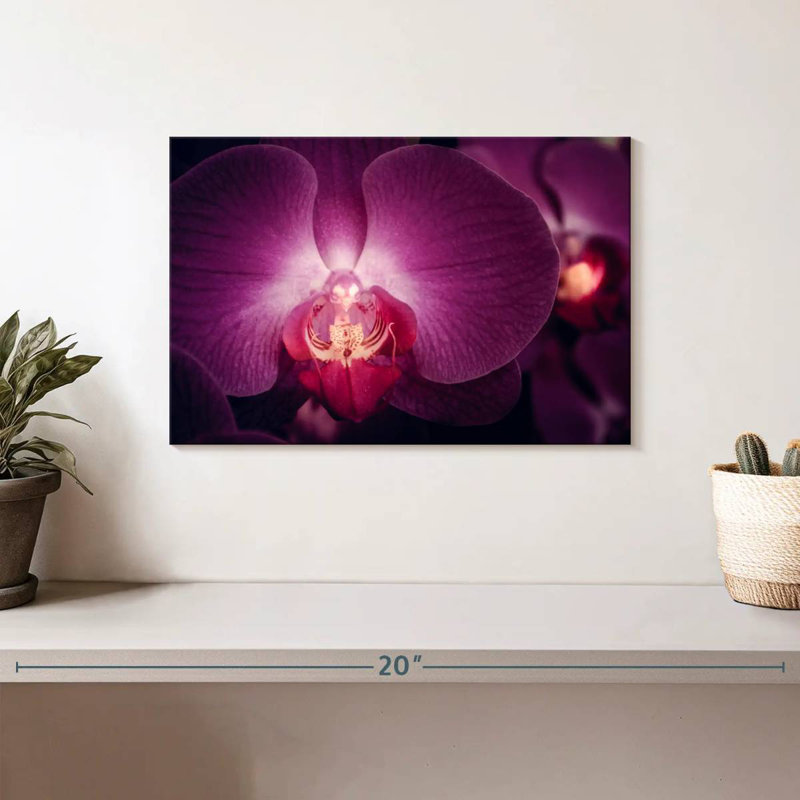 Harnek Purple Moth Orchid, 8" H x 12" W