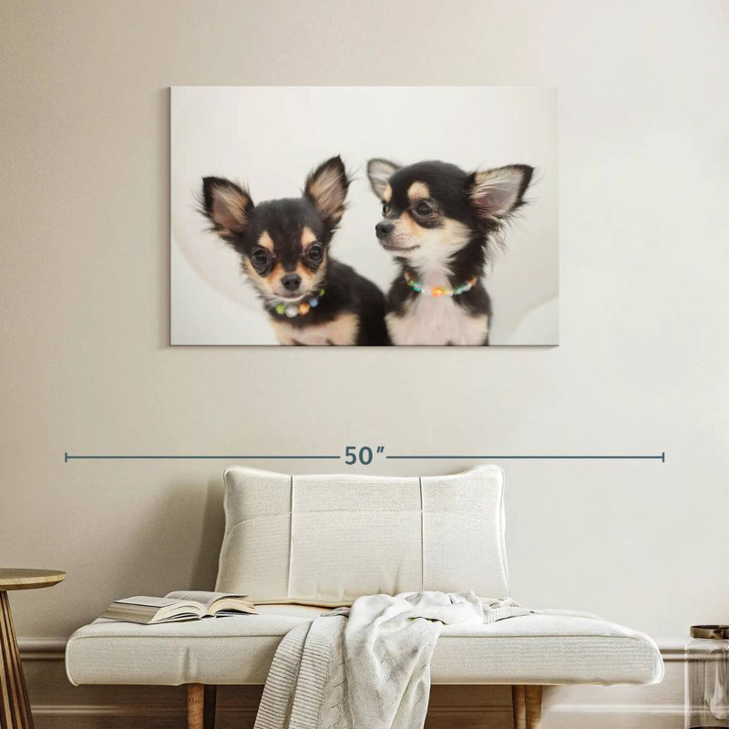 Chihuahua Duo