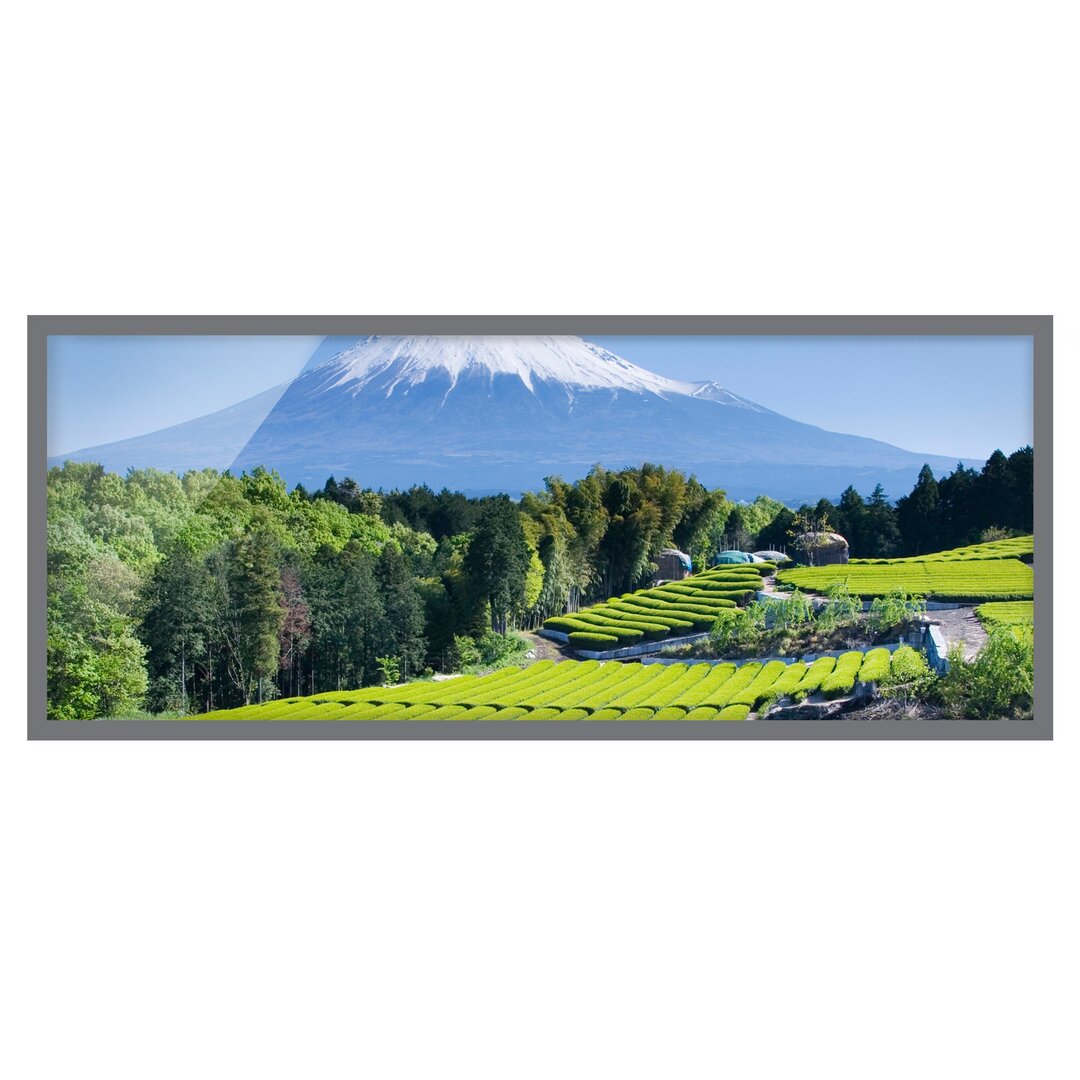 Gerahmter Grafikdruck Tea Fields in Front of Fuji