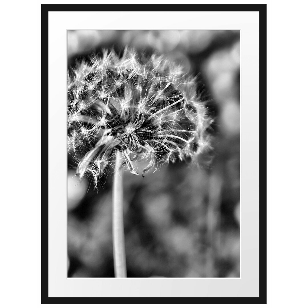 Gerahmtes Poster Pusteblume auf Wiese