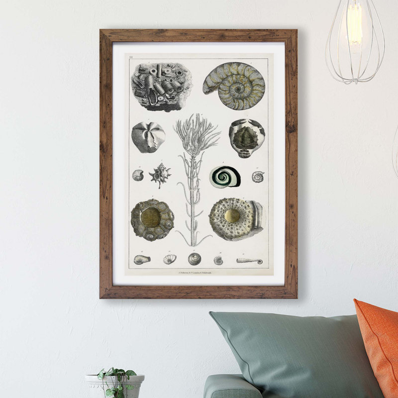 Collection of Fossils by Oliver Goldsmith - Framed Print, Walnut, 33cm H x 45cm W x 2cm D