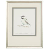 Black-Capped Chickadee Print