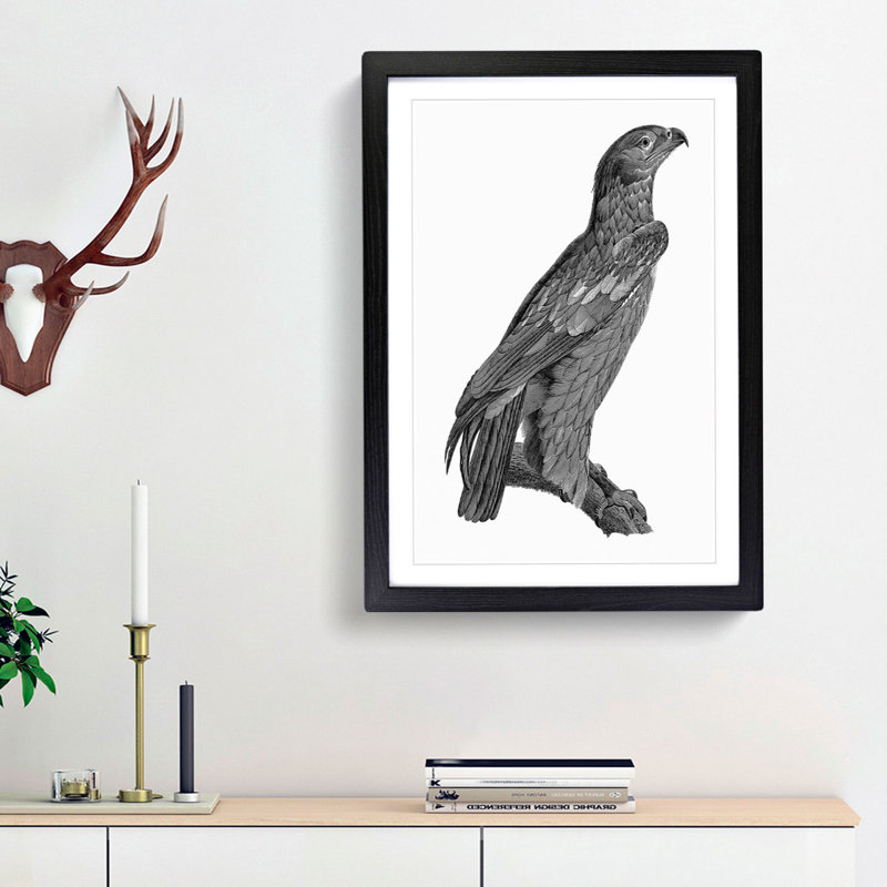 Spotted Eagle Illustration - Framed Print, Black Framed, 65cm H x 48cm W x 2cm D