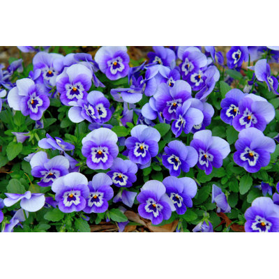 Variety Of Viola Flowers by Magicflute002 - Print