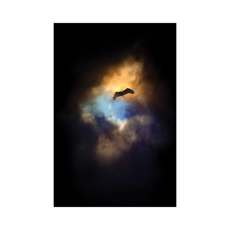 Eagle In A Spot Of Light Sky by Nik Rave - Wrapped Canvas Gallery-Wrapped Canvas Giclée