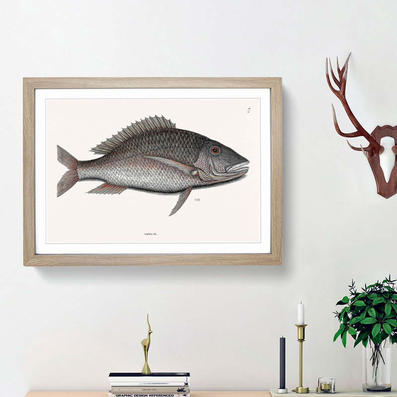 Mutton Fish by Mark Catesby - Framed Print, Oak Framed, 48cm H x 65cm W x 2cm D