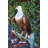 Very Detailed Eagle Standing On A Tree Branch Bronze Statue  24" X 28" X 66"H
