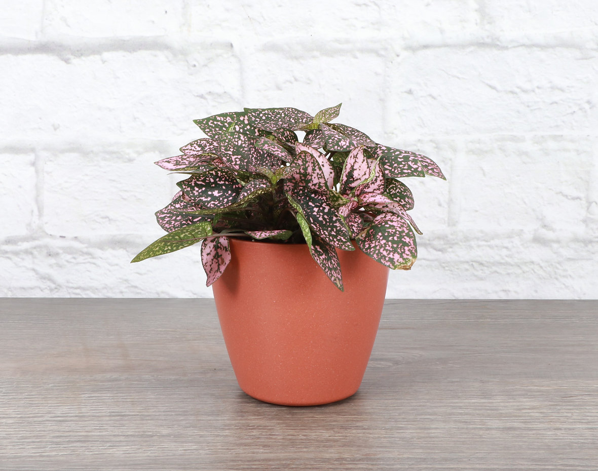 Thorsen's Greenhouse Live Pink Splash Plant in Biodegradable Pot ...