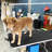 69.7'' H x 46.5'' W x 24'' D Adjustable and Foldable Dog Folding Grooming Table-63246034