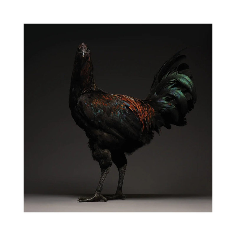 Liege Fighter by CHICken - Wrapped Canvas Print, 45.72 cm H x 45.72 cm W x 1.91 cm D