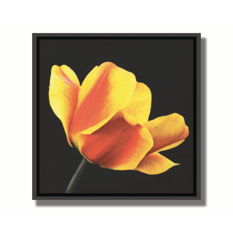 Tulipe pêche sur fond noir par Hal Halli. Toile giclée sur toile tendue avec cadre flottant, H 40,5 po x l 40,5 po, Noir