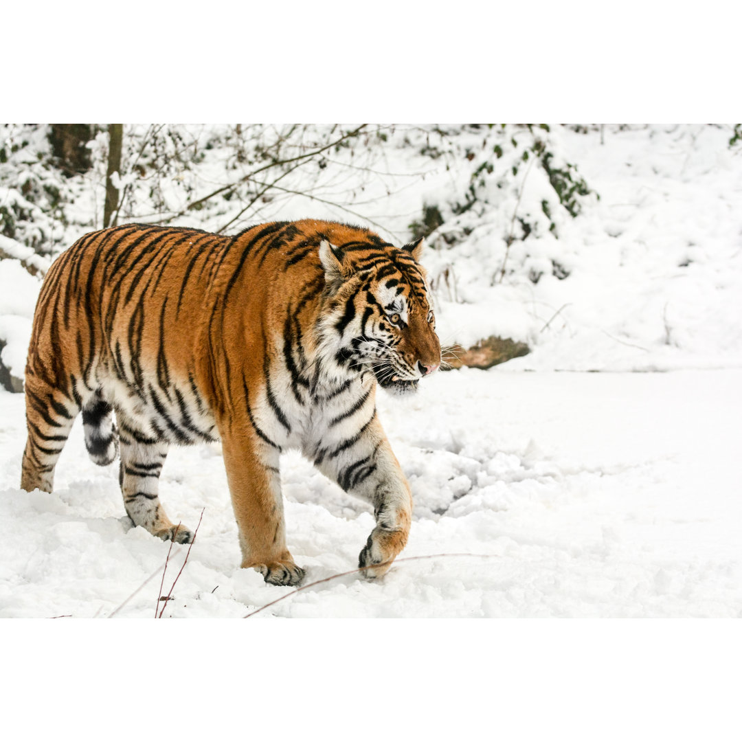 Langsam gehender sibirischer Tiger im Schnee von Zoran Kolundzija - Ohne Rahmen auf Leinwand