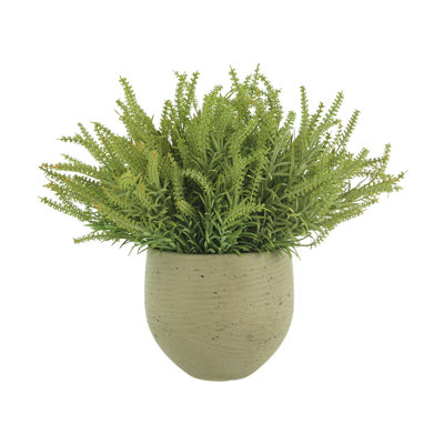Astilbe Arrangement in Pot