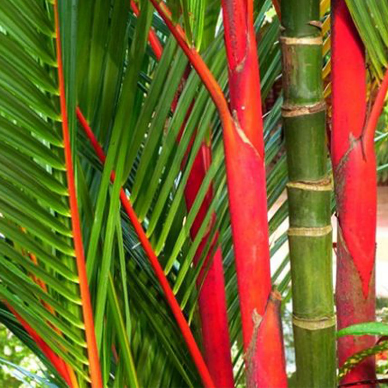 Lipstick Palm Tree in 10-Inch Black Pot for Indoor/Outdoor Use
