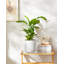 HDHPOT Ceramic Pot Planter