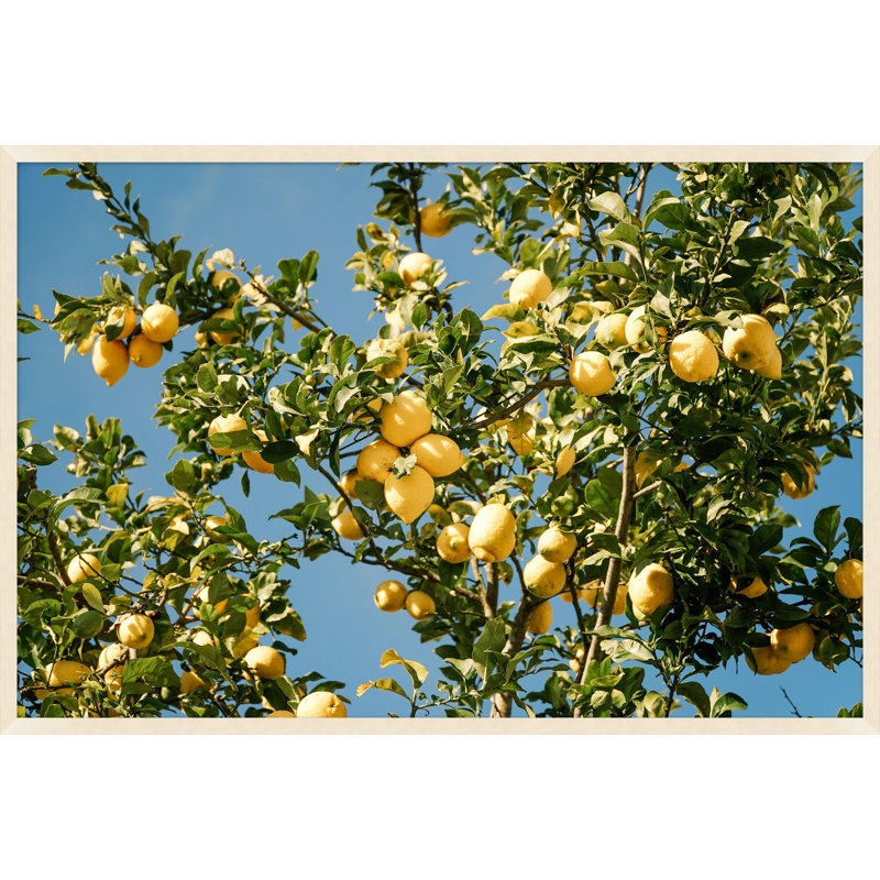 Sunshine Lemon Tree Print by Nathan Turner