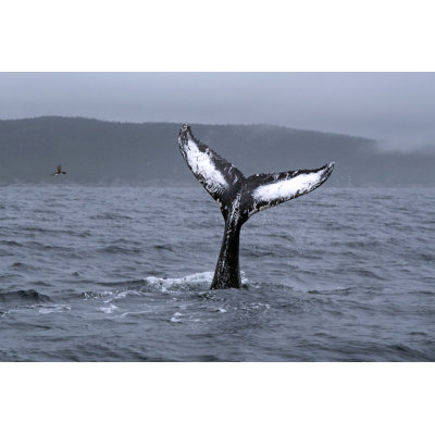 Humpback Whale by Liz Leyden