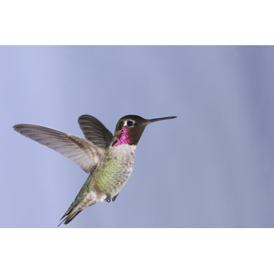 " Annas Hummingbird " by Naturesdisplay
