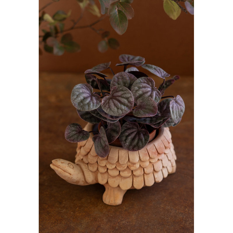  Terracotta Turtle Planter