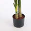 120cm Palm Tree in Pot
