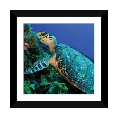 A Feeding Hawksbill Sea Turtle In Cozumel, Mexico by Brent Barnes - Gallery-Wrapped Canvas Giclée on Canvas
