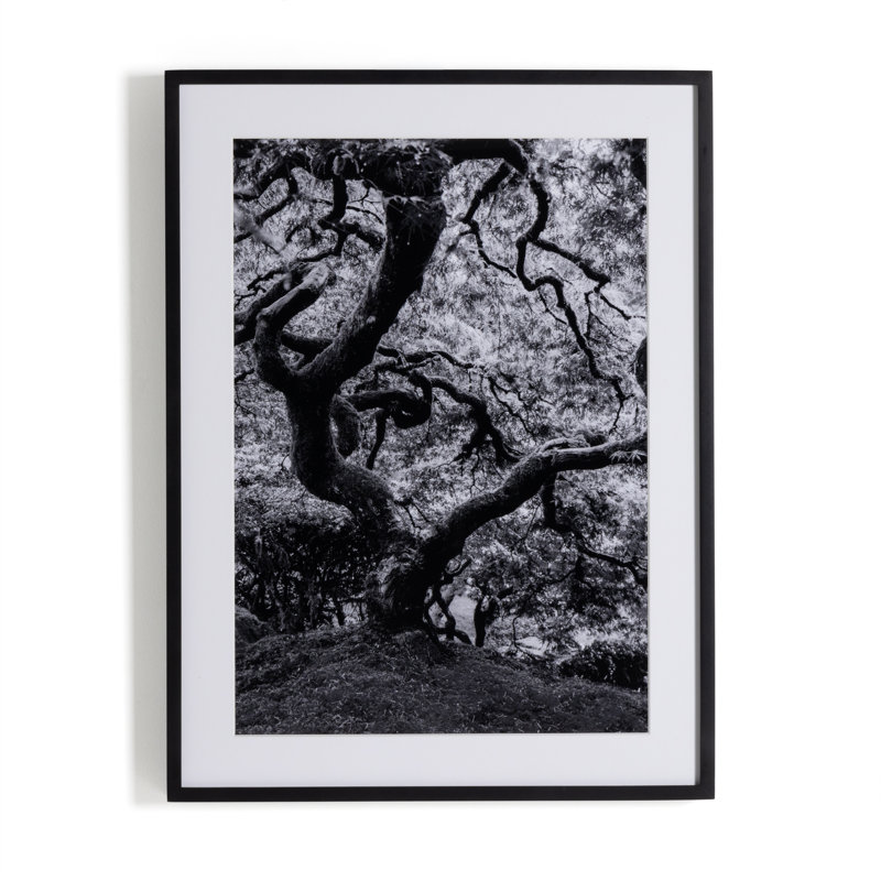 Tree Gaze IV Print by Coup D'Esprit, 40" H x 30" W x 2.5" D