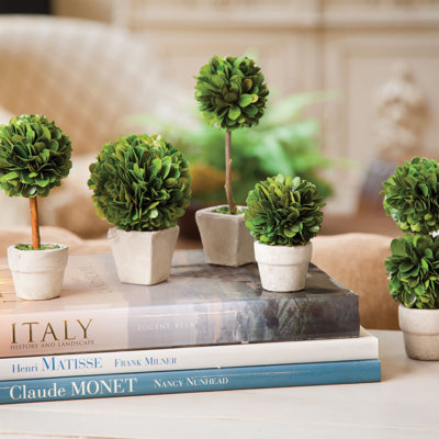 Preserved Greens Boxwood Topiary in Ceramic Pot