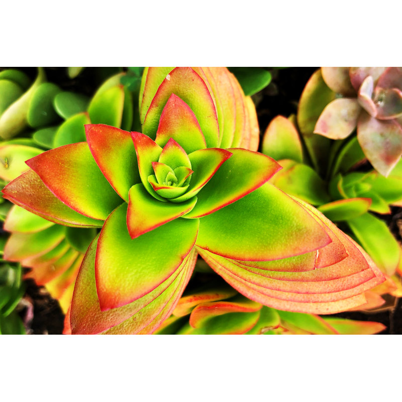 Bright Exotic II by Irena Orlov - Graphic Art, 20cm H x 30cm W, Wrapped Canvas