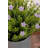 Artificial Milan In Pot-737892742