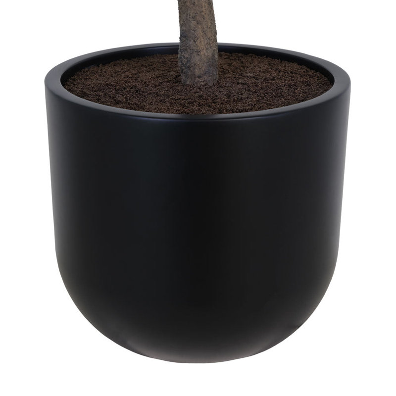 6.5FT OLIVE TREE, POTTED