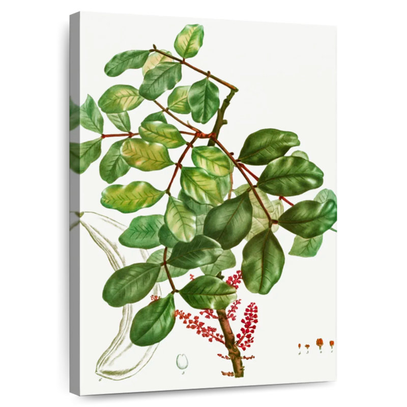 Keiri Carob Tree, 12" H x 8" W