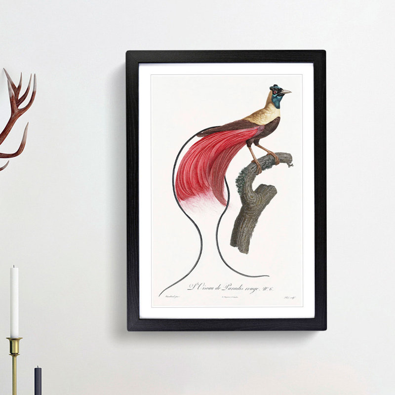 Red Bird of Paradise by Jacques Barraband - Picture Frame Painting Print, 65cm H x 48cm W x 2cm D, Black Framed