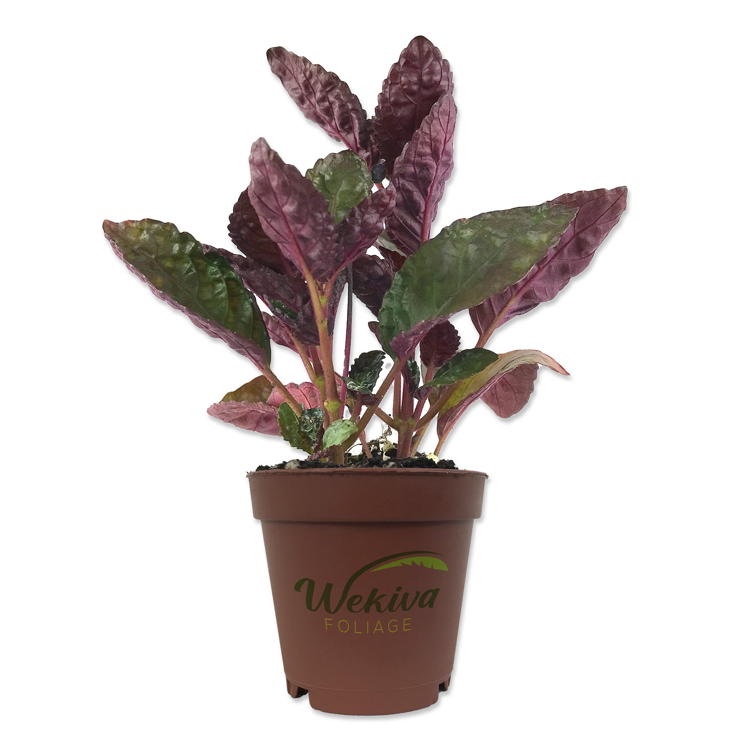 Wekiva Foliage LLC Purple Waffle Plant Live Starter in a 2 Inch Pot