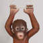 Monkey Baby Orangutan Hanging On Rope Statue