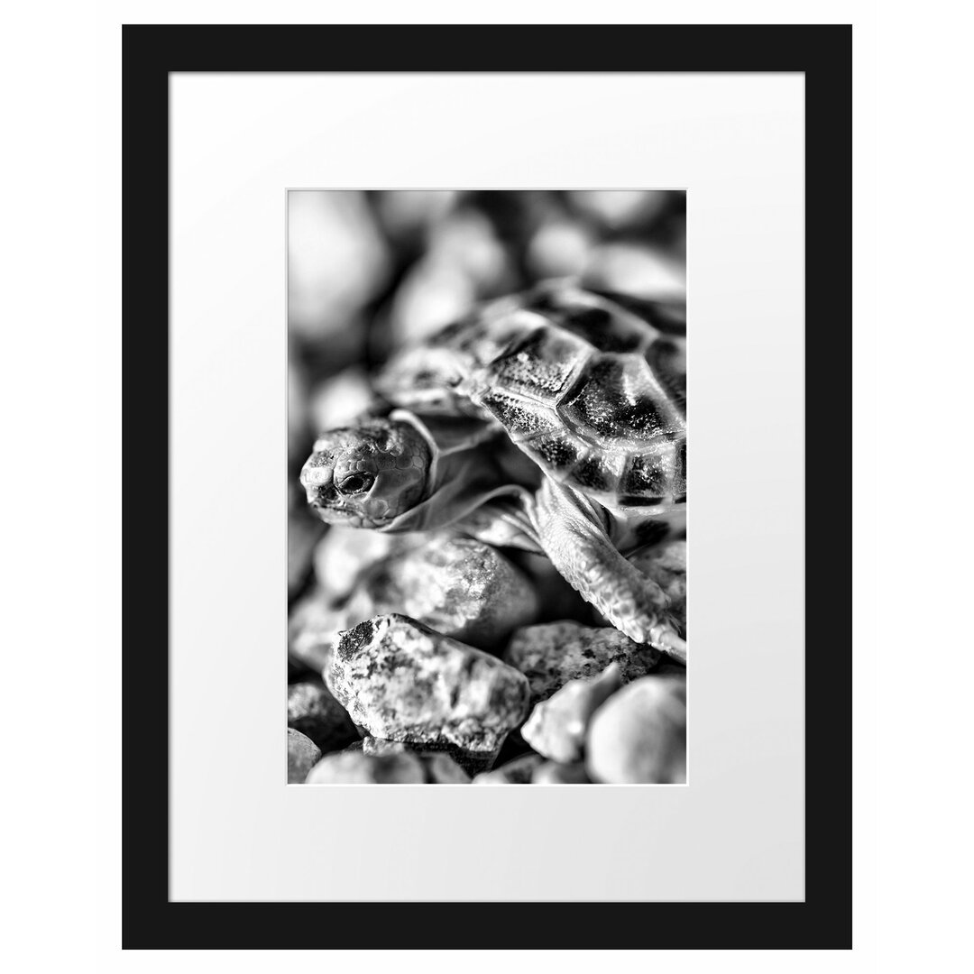 Gerahmtes Poster Kleine Schildkröte