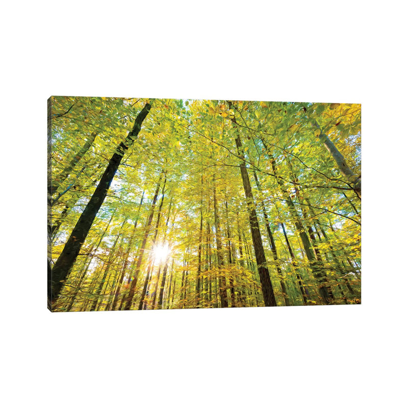 Low Angle View Of Sun Shining Through Trees, Baden-Württemberg, Germany by Panoramic Images - Wrapped Canvas Print