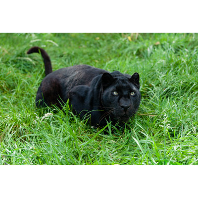 Black Leopard - Wrapped Canvas Print