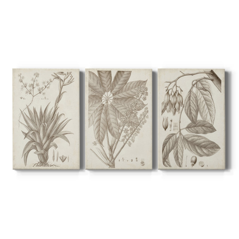Sépia plantes exotiques IV - Toile tendue sur mesure avec châssis - 3 pièces, H 12 po x l 24 po