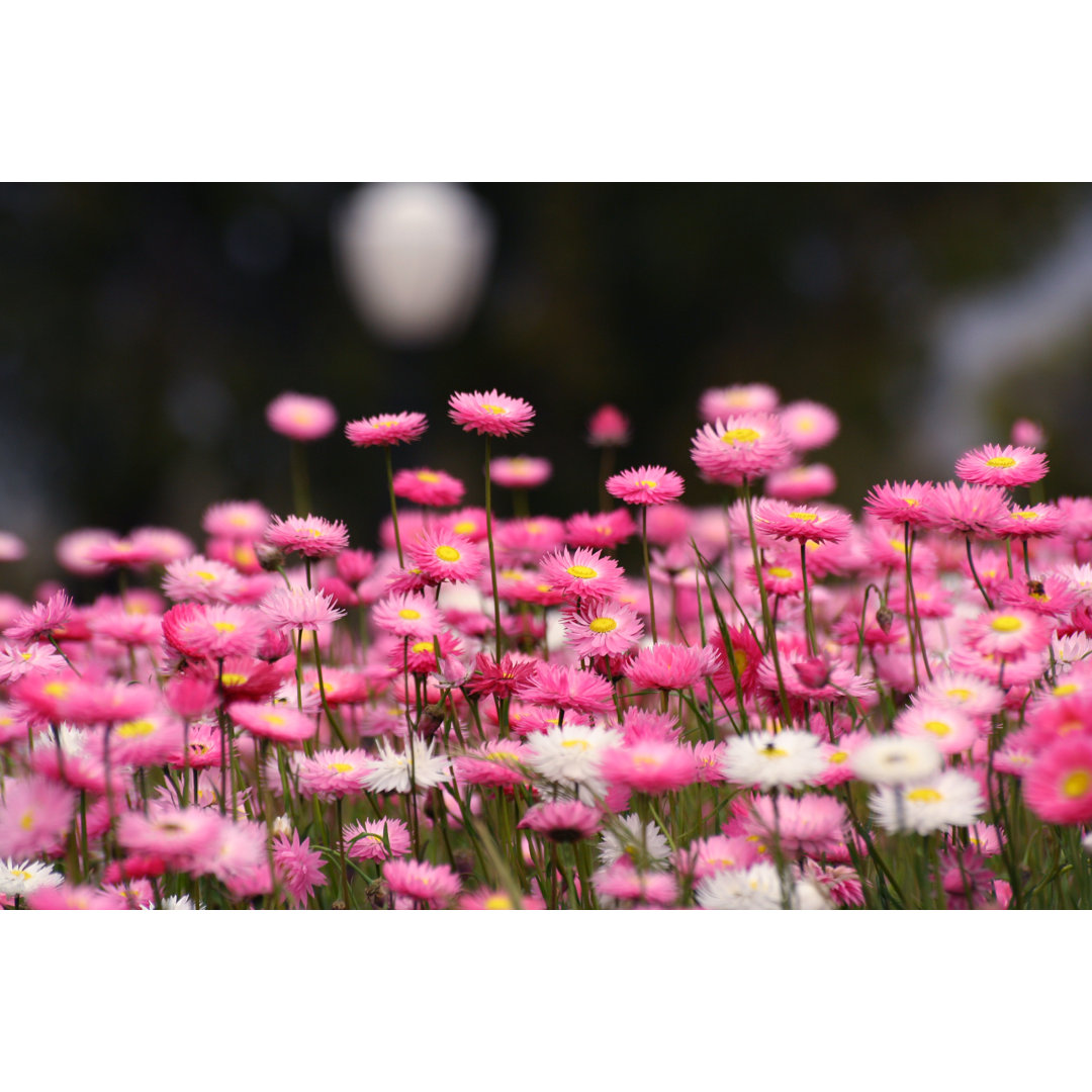 Leinwandbild Wildflowers Field in Kings Park, Perth