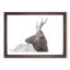 Young Elk - Picture Frame Painting Print-56739599-56739601