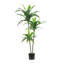 48 po plante Dracena