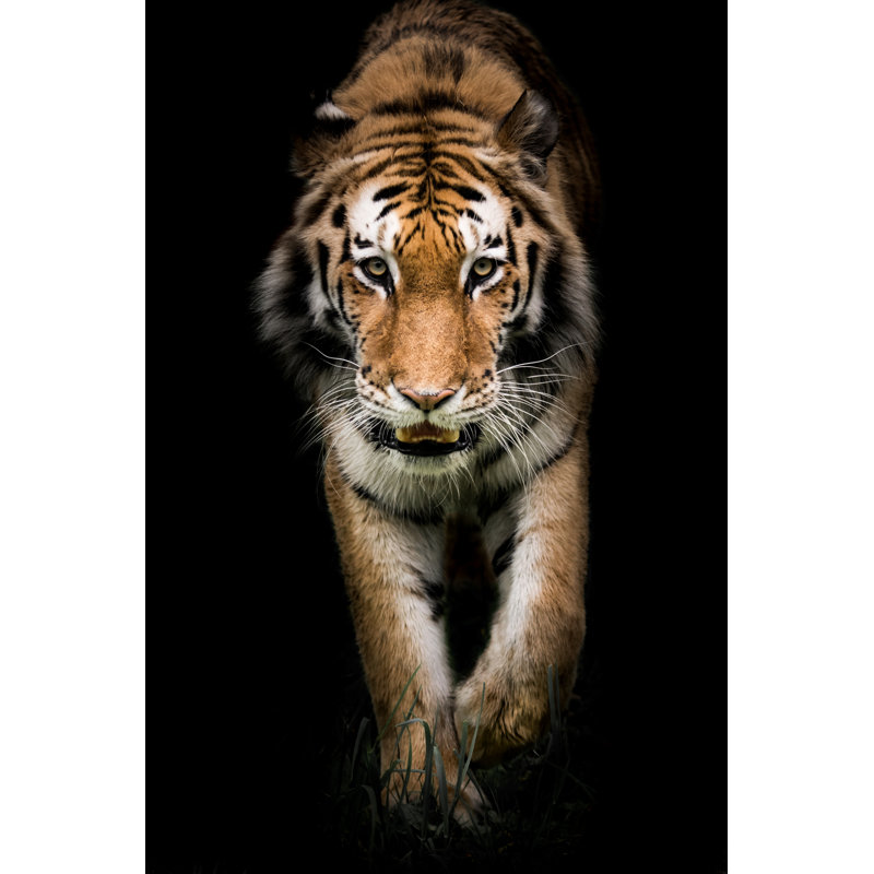 Ledee Amur Tiger by Abzerit - Wrapped Canvas Print, 46cm H x 30cm W x 3.8cm D