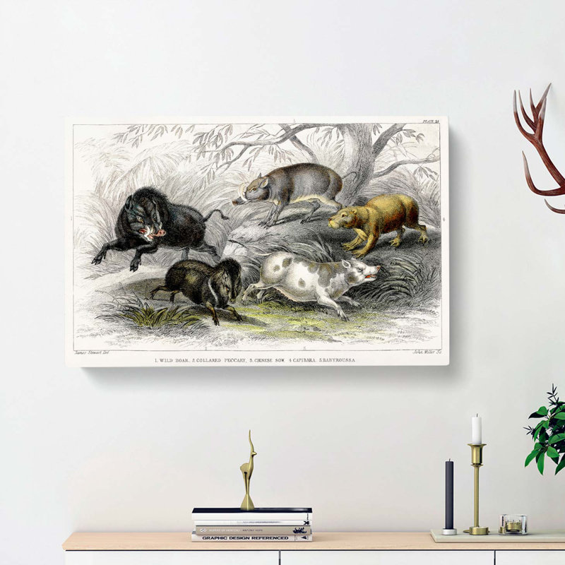 Wild Pig Illustration by Oliver Goldsmith - Wrapped Canvas Painting, 40cm H x 60cm W x 3cm D