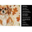 Serviette de cuisine tricolore Sheltie-2083472042