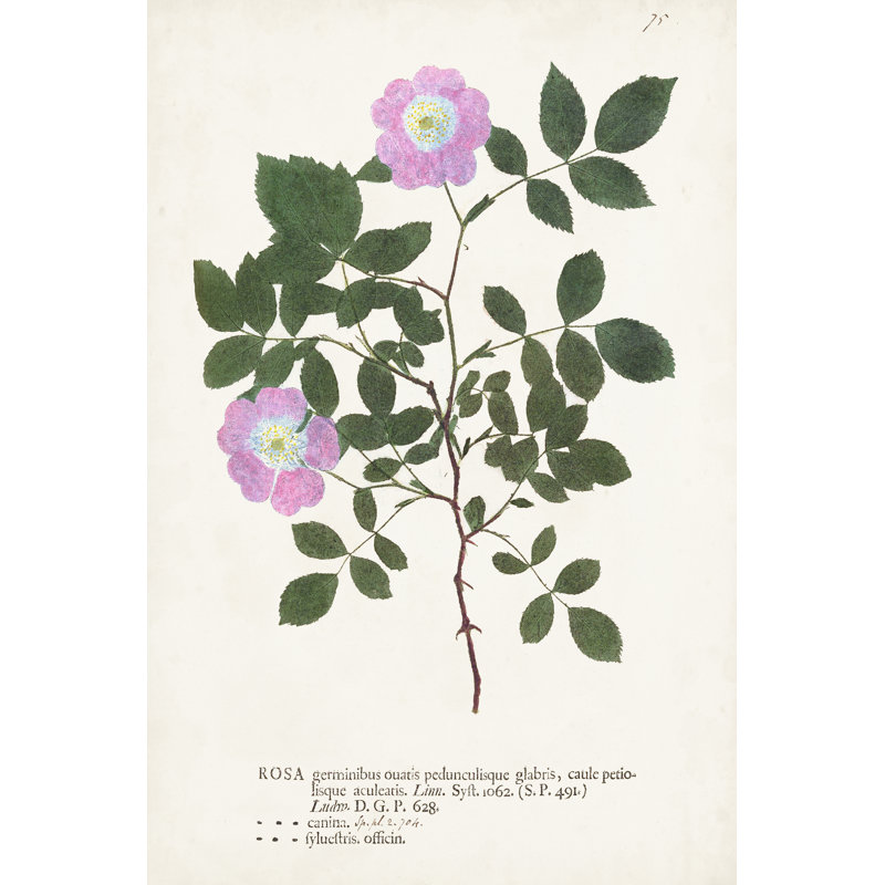 Nature Printed Botanicals X - Wrapped Canvas Art Print, 122cm H x 81cm W
